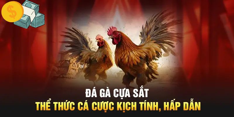 Top ưu điểm thú vị khi tham gia đá gà cựa sắt