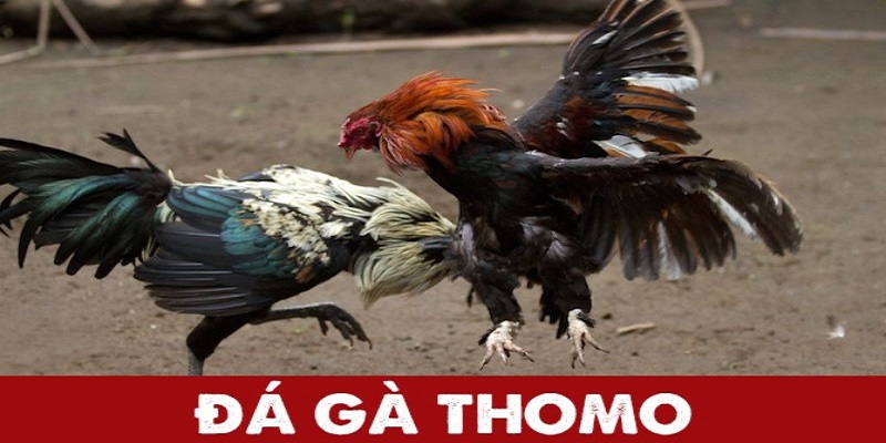 Những yếu tố đã tạo nên sức hút của đá gà Thomo