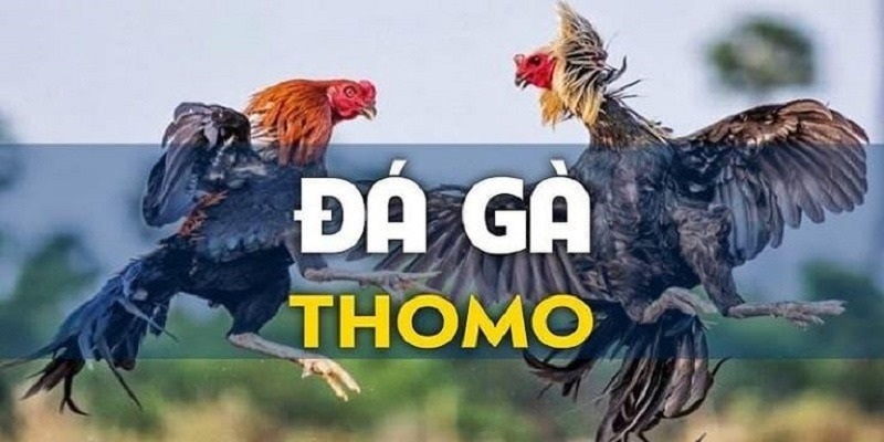 Tìm hiểu đôi nét về loại hình đá gà Thomo