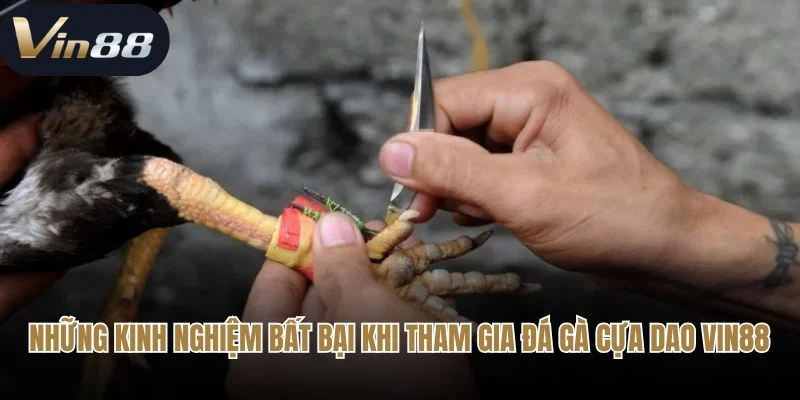 Những kinh nghiệm bất bại khi tham gia đá gà cựa dao Vin88 