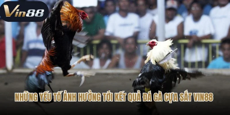 Những yếu tố ảnh hưởng tới kết quả đá gà cựa sắt Vin88 