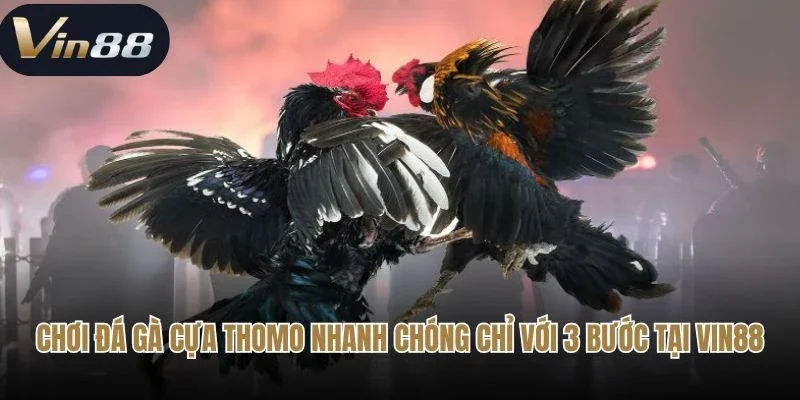 Chơi đá gà cựa Thomo nhanh chóng chỉ với 3 bước tại Vin88