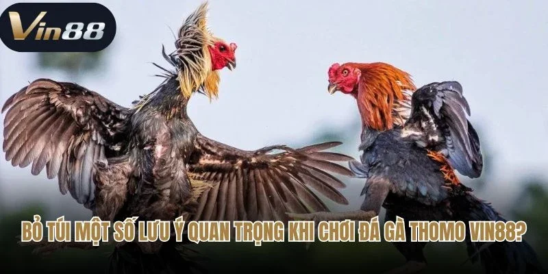 Bỏ túi một số lưu ý quan trọng khi chơi đá gà Thomo Vin88?