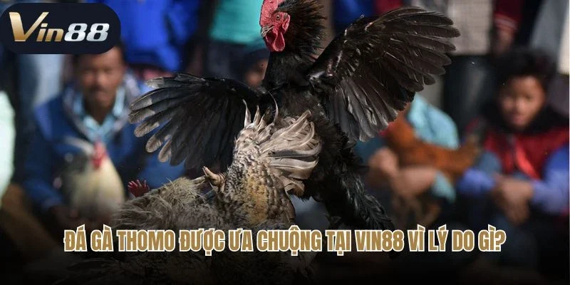 Đá gà Thomo được ưa chuộng tại Vin88 vì lý do gì?